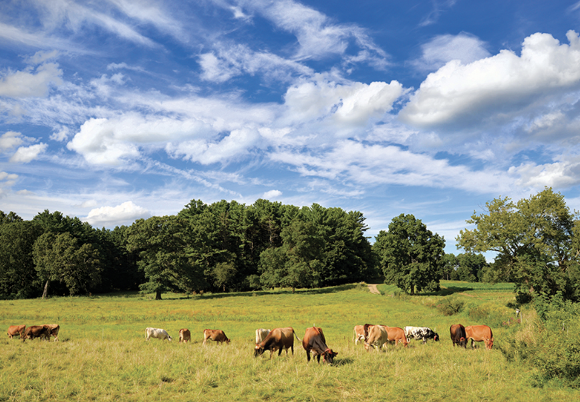 6 North Shore Farms Supplying Produce, Dairy, and Summer Fun