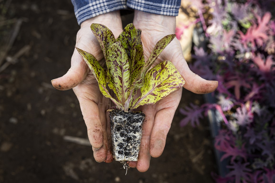 Community Supported Agriculture Brings Farm Fresh Food to North Shore ...