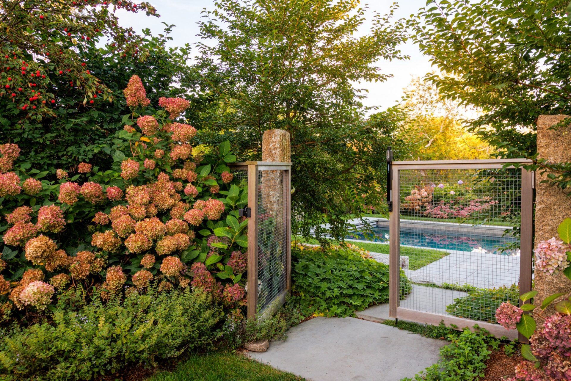 Hydrangeas framing a garden gate that opens onto a pool, designed by Hilarie Holdsworth