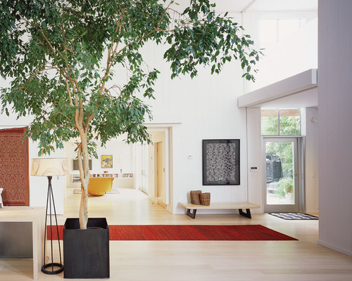 living room ficus tree